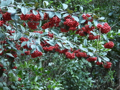 Cotoneaster coriaceus