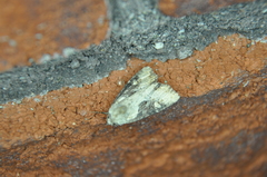 Lateroligia ophiogramma