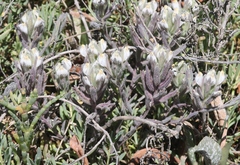 Chloropyron maritimum maritimum