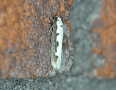 Ethmia bipunctella
