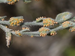 Puccinia cressae