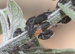 Aphis fabae solanella