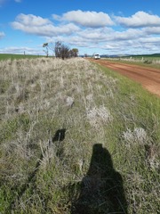 Acanthocladium dockeri