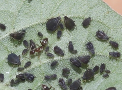 Aphis fabae solanella