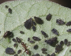 Aphis fabae solanella