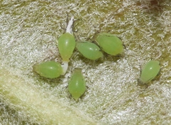 Aphis spiraecola