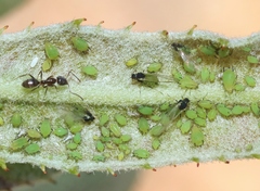 Aphis spiraecola