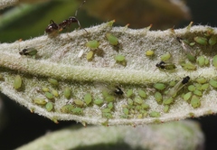 Aphis spiraecola