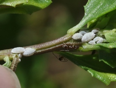 Phenacoccus peruvianus