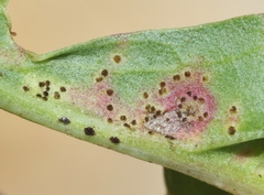 Puccinia hieracii