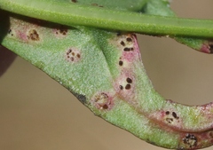 Puccinia hieracii