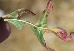 Puccinia hieracii