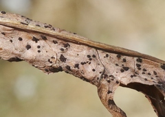 Puccinia hieracii