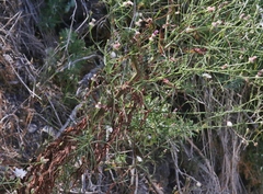 Puccinia hieracii