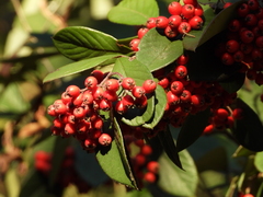 Cotoneaster coriaceus