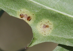 Puccinia hieracii