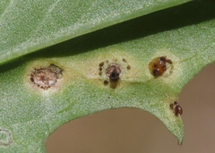 Puccinia hieracii