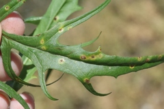 Puccinia hieracii