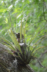 Tillandsia utriculata