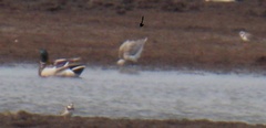 Limosa lapponica