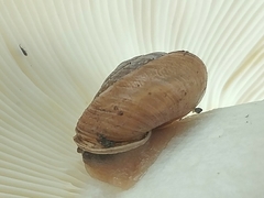 Ashmunella rhyssa