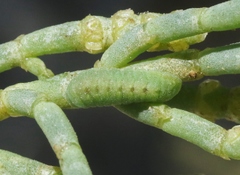 Brephidium exilis
