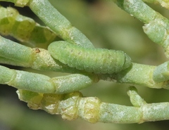 Brephidium exilis