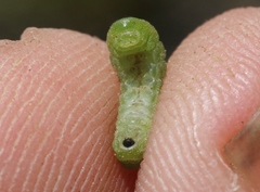 Brephidium exilis