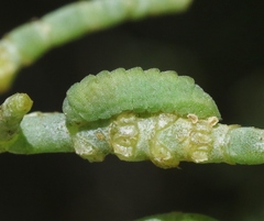 Brephidium exilis