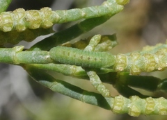 Brephidium exilis