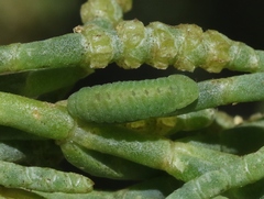 Brephidium exilis