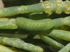Brephidium exilis