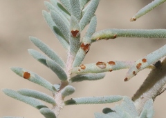 Uromyces chenopodii