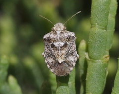Tepa