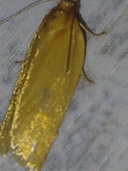 Clepsis pallidana