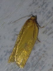 Clepsis pallidana