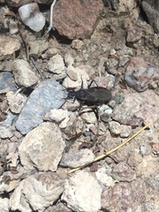 Triatoma rubida