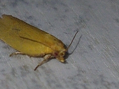 Clepsis pallidana