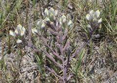 Chloropyron maritimum maritimum