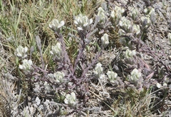 Chloropyron maritimum maritimum