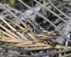 Melanoplus gracilipes