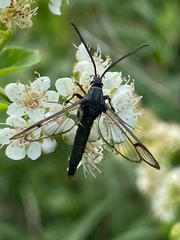 Synanthedon exitiosa