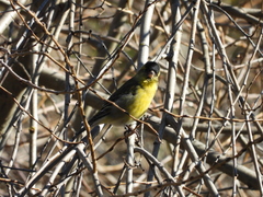 Spinus barbatus