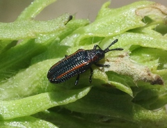 Microrhopala rubrolineata