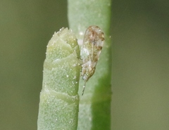 Craspedolepta pulchella