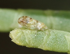 Craspedolepta pulchella