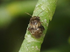 Coridromius chenopoderis