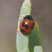 Batman Lady Beetle - Photo (c) James Bailey, some rights reserved (CC BY-NC), uploaded by James Bailey