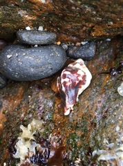 Ocenebrinae