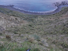 Aciphylla squarrosa squarrosa